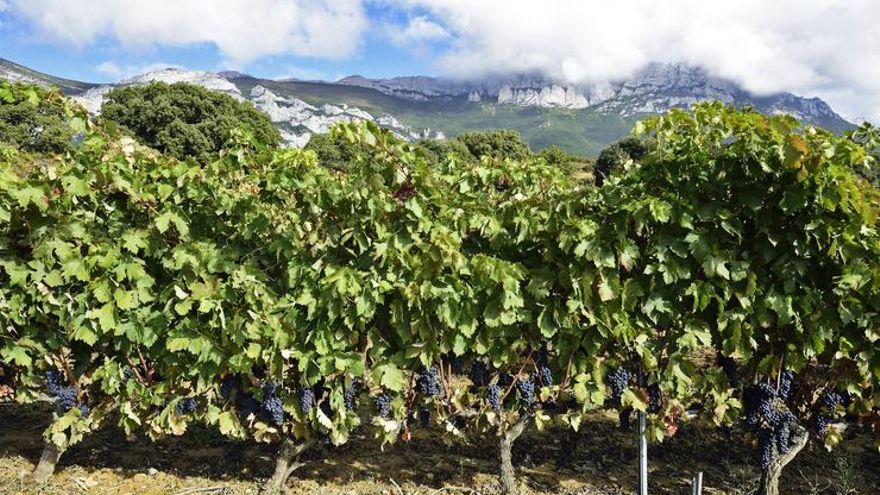 La Justicia cierra la puerta a Viñedos de Álava, la escisión vasca de los vinos de Rioja