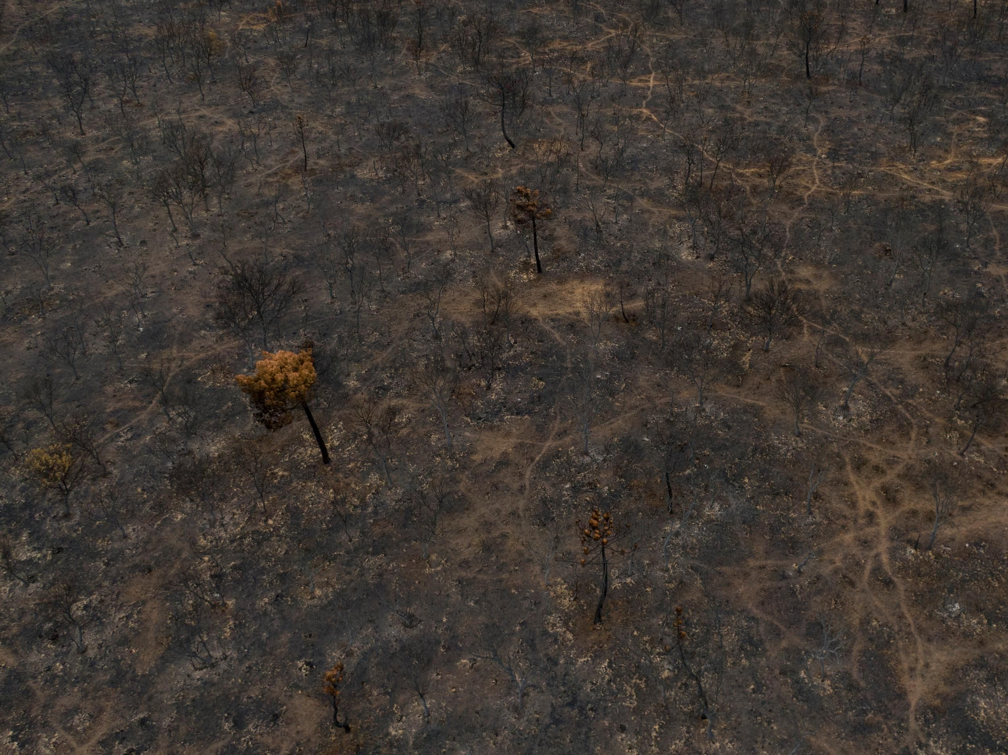 La devastación de los incendios del sur de León que impulsa la campaña internacional de Greenpeace