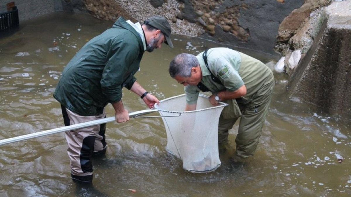 Ecologistas en Acción reclama que se prohíba pescar salmón y angulas en Cantabria ante su riesgo de extinción