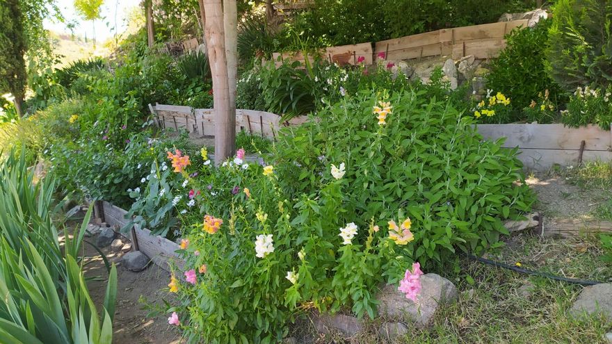 Rodaderos en la plaza de la Cruz Verde