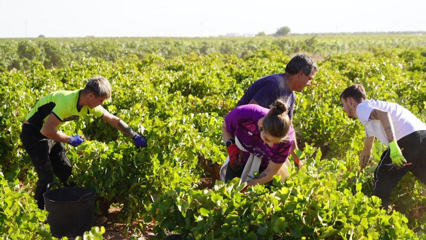 La vendimia en la Denominación de Origen Mancha llega a su cénit con la recogida de la variedad airén