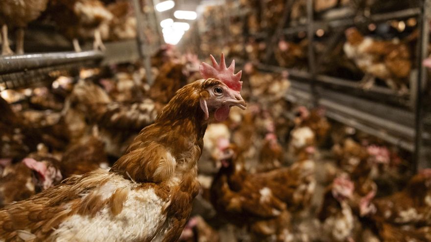 AENOR suspende el sello de bienestar animal de la 'granja de los horrores' tras las graves imágenes de sus gallinas