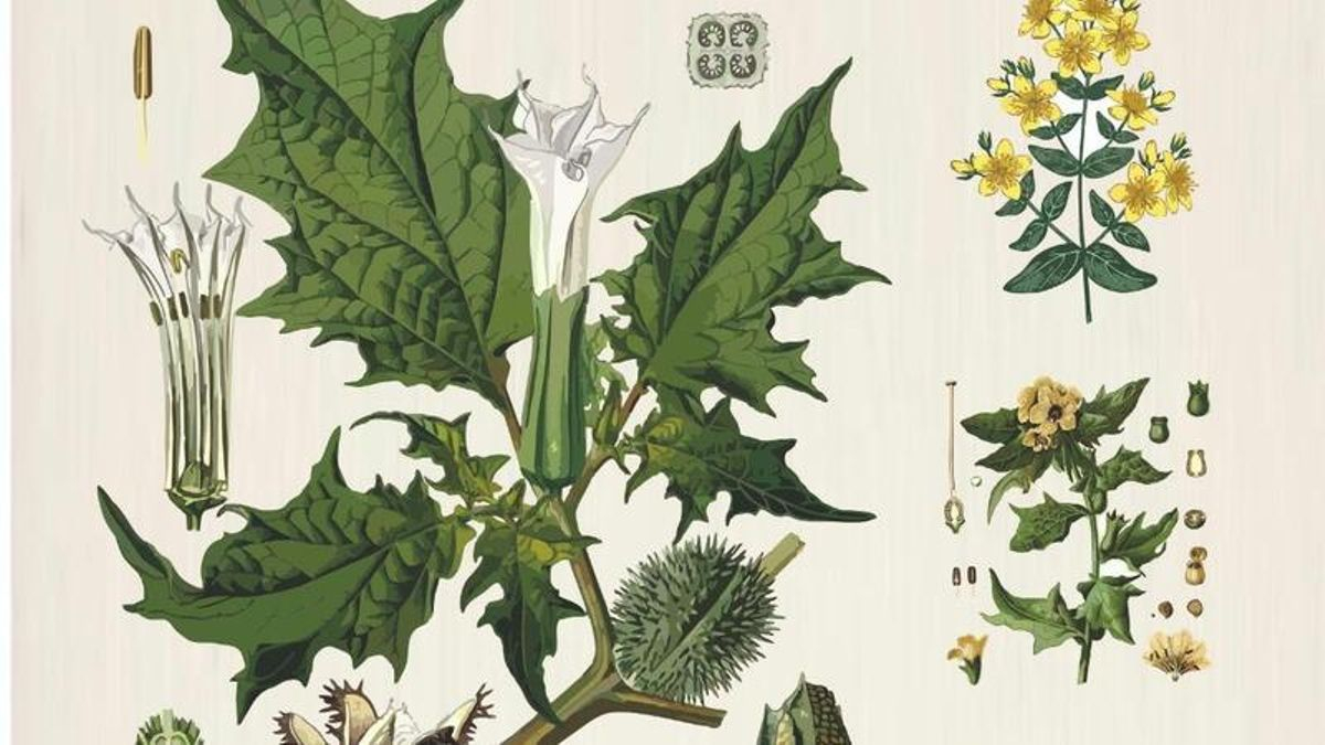 Las 'plantas mágicas de Laciana' protagonizan una charla sobre sus propiedades naturales y esotéricas