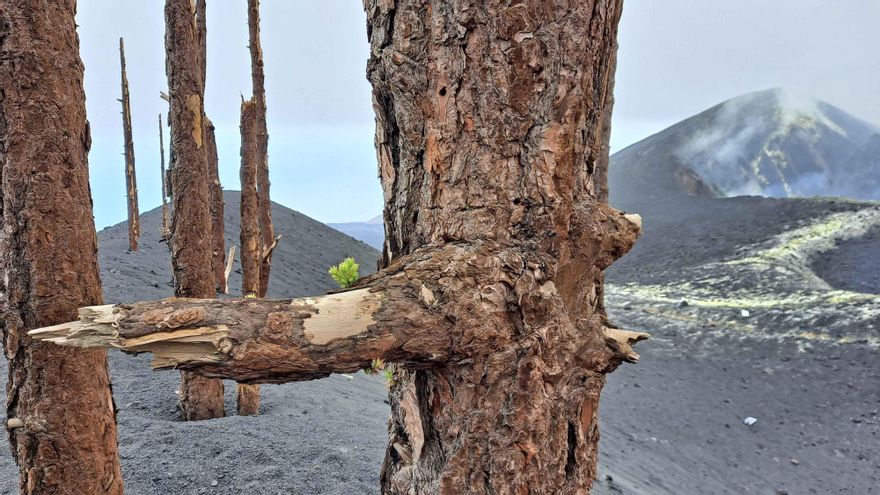 Brotes verdes en un pino situado cerca del volcán  (al fondo).