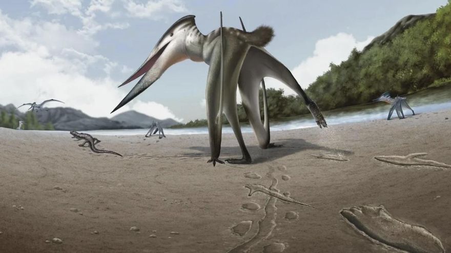 Se rompe la idea clásica: un pterosaurio pudo cazar corriendo y no solo desde el aire