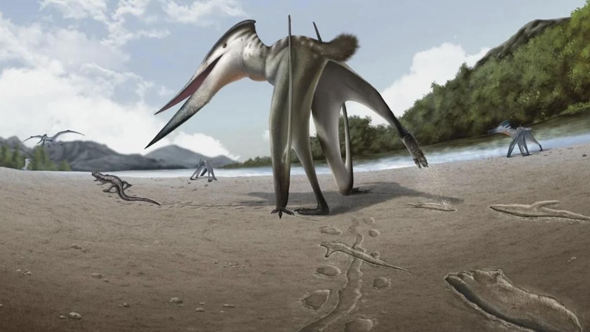 Se rompe la idea clásica: un pterosaurio pudo cazar corriendo y no solo desde el aire