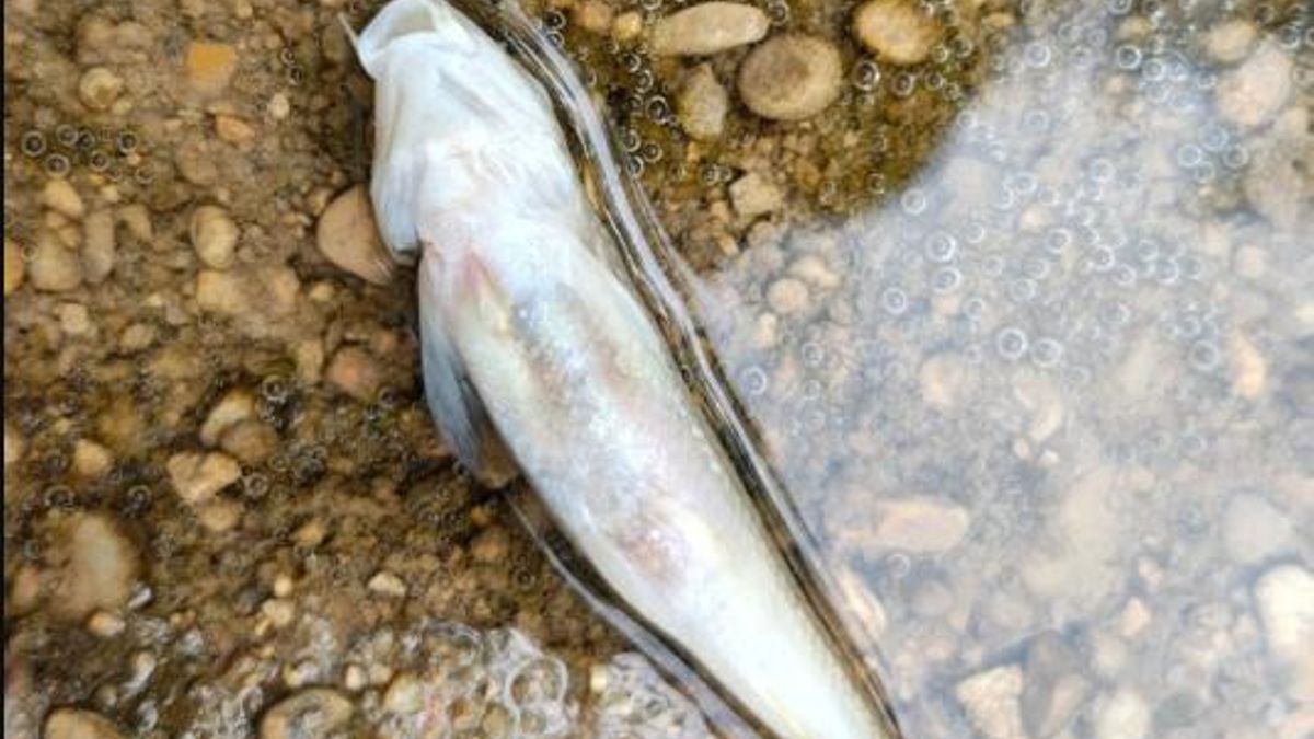 Aparecen varios peces muertos en el río Júcar, cerca de la población conquense de Villar de Olalla