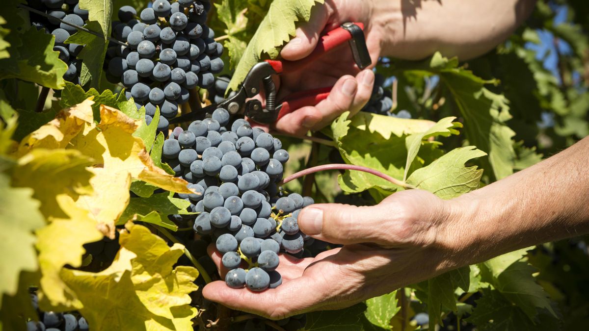 La vendimia en Rioja Alavesa se adelanta este año más que nunca por las olas de calor y arrancará a finales de mes