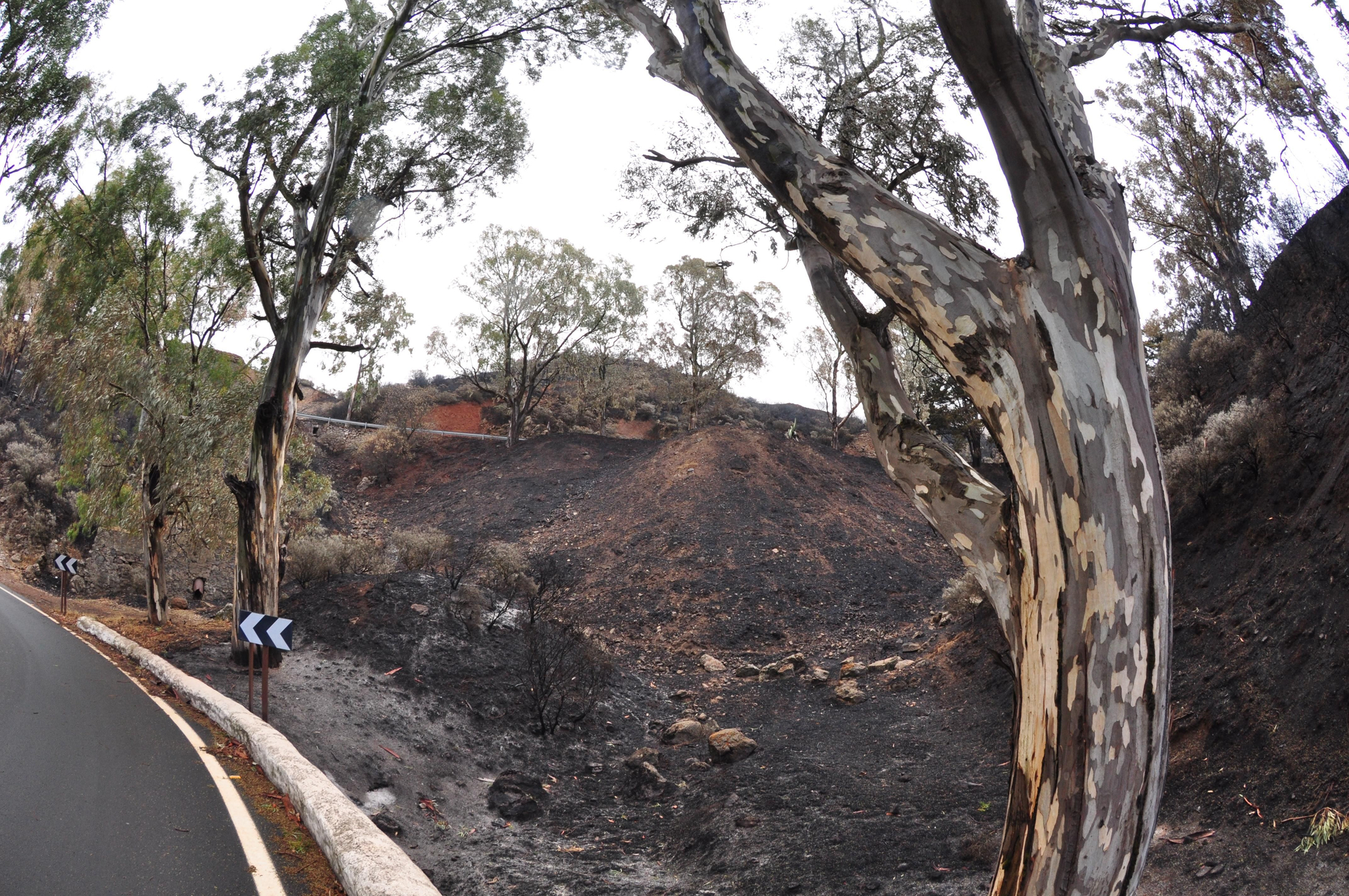 Efectos del incendio en la Cruz de Tejeda. (ÁNGEL SARMIENTO)