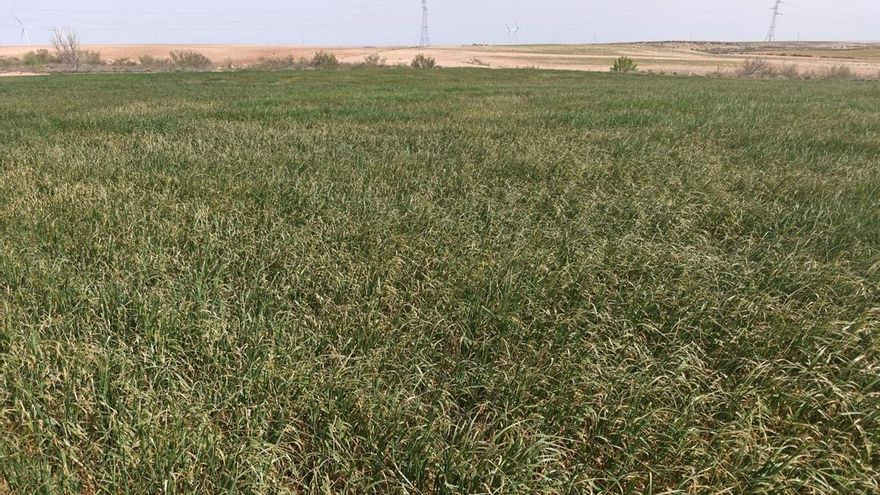 La campaña de cereal en Aragón, en peligro por la falta de lluvia y las altas temperaturas