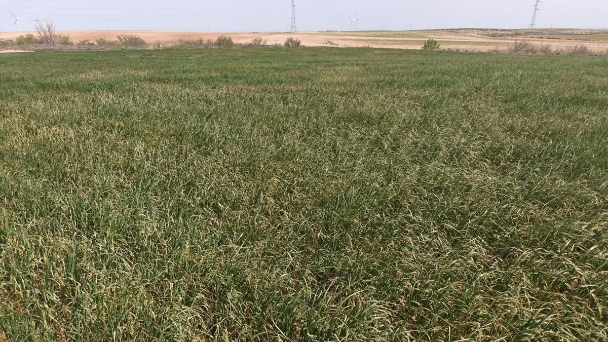 La campaña de cereal en Aragón, en peligro por la falta de lluvia y las altas temperaturas
