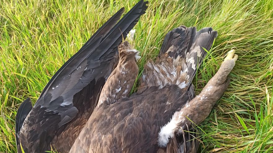 Encuentran el cadáver de un águila imperial electrocutada en Villaseca de Uceda (Guadalajara)