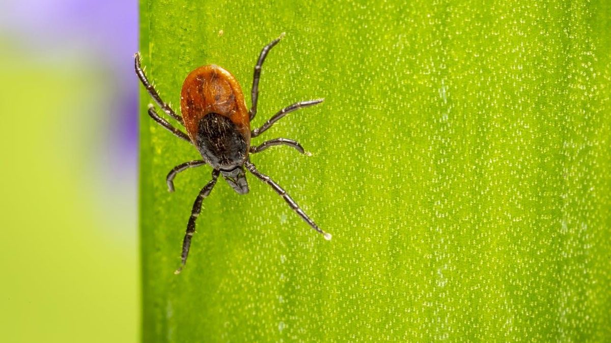 Qué hacer si te encuentras un animal peligroso, según un biólogo: “Puede que al que más atención hay que prestar sea la garrapata”