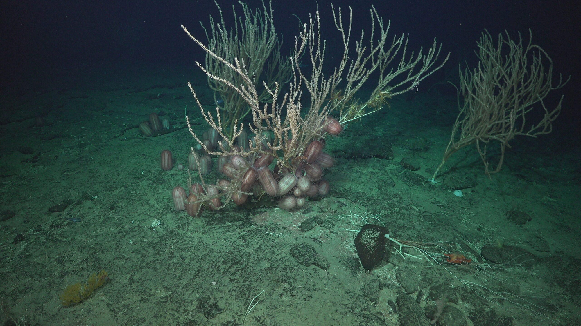 Ejemplares del erizo Dermechinus horridus en un coral bambú, en el monte JF2 de Juan Fernández. Foto: cortesía SOI/ESMOI-UCN