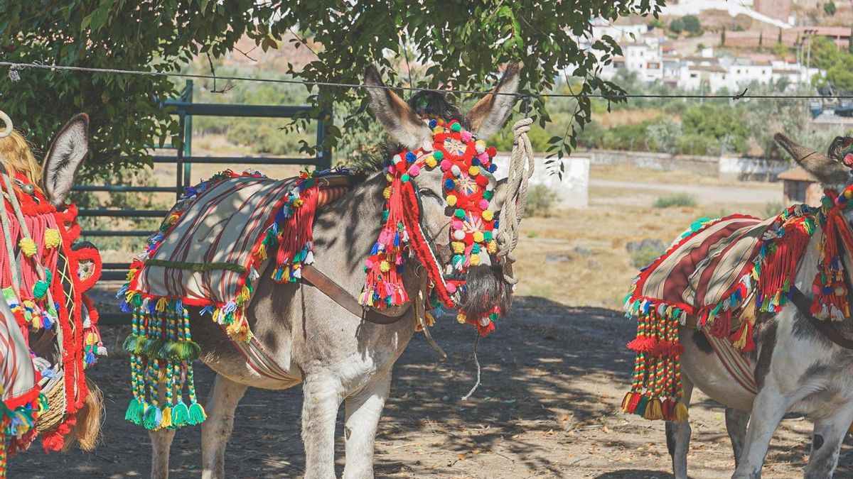 La Feria de Ganado de Montoro abre sus puertas en la Huerta de la Isla