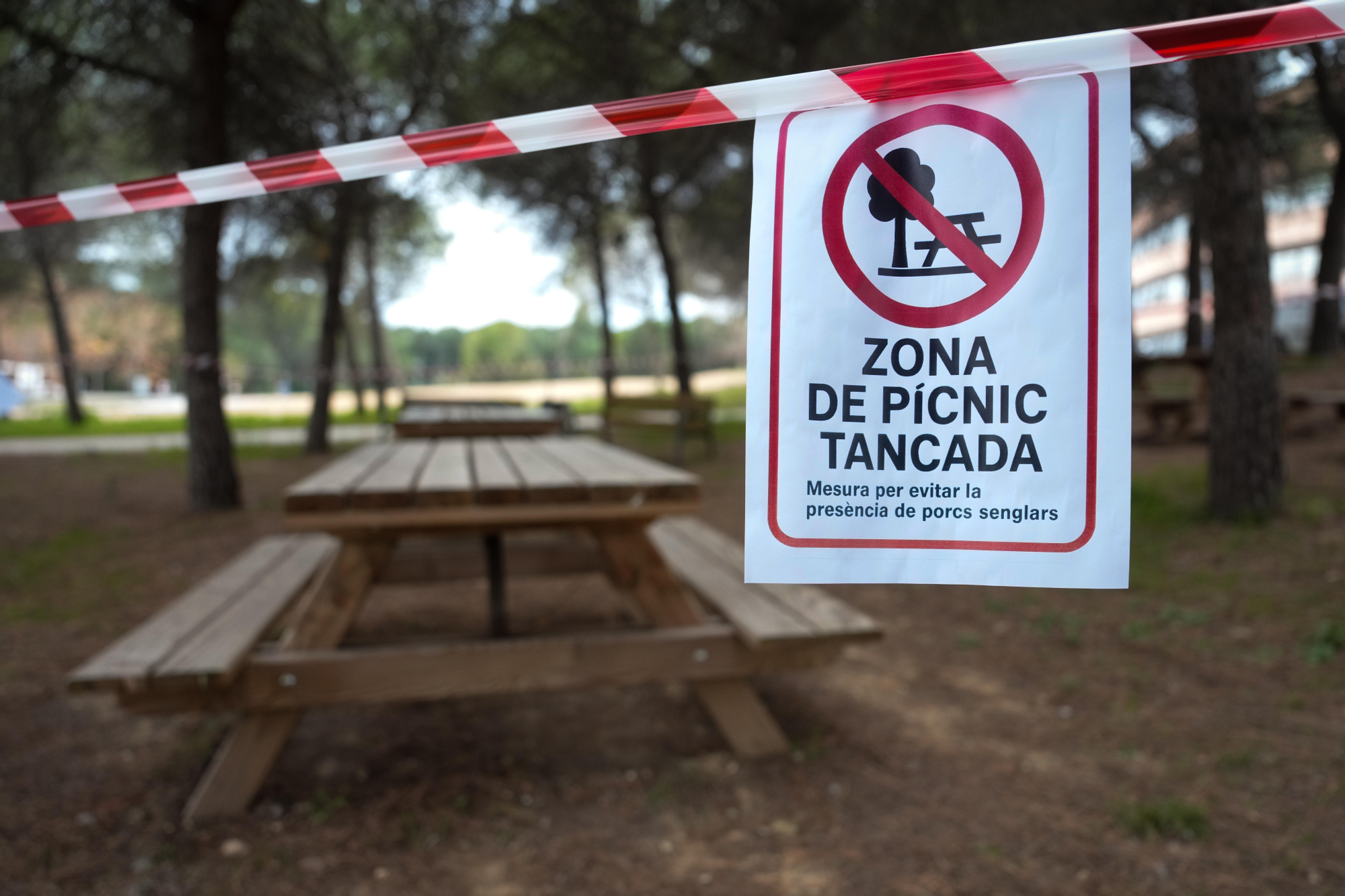 Zonas de picnic cerradas tras un cartel alertando de la presencia de la peste porcina hallada en jabalíes autóctonos de la zona en una imagen de este mes de diciembre. EFE/ Enric Fontcuberta