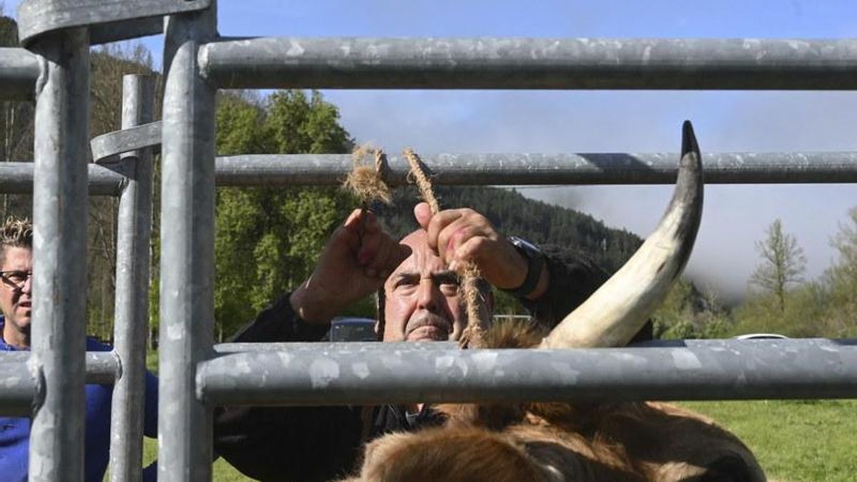 La Montaña Oriental registra en los últimos meses tres positivos por tuberculosis en explotaciones de vacas
