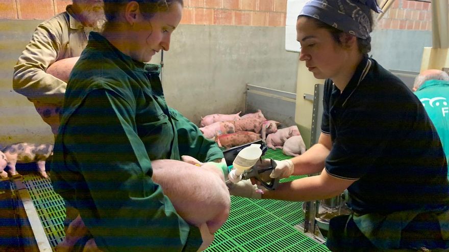 Una vacuna porcina desarrollada en la Universidad de León obtiene aval de la Agencia Europea de Medicamentos
