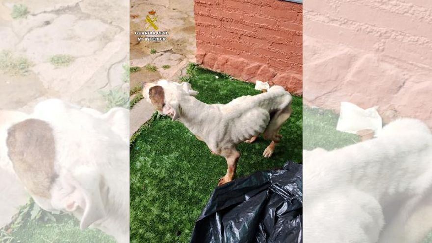 Detenida por maltrato animal la dueña de un perro que tuvo que ser sacrificado en Sigüenza debido a su estado “deplorable”
