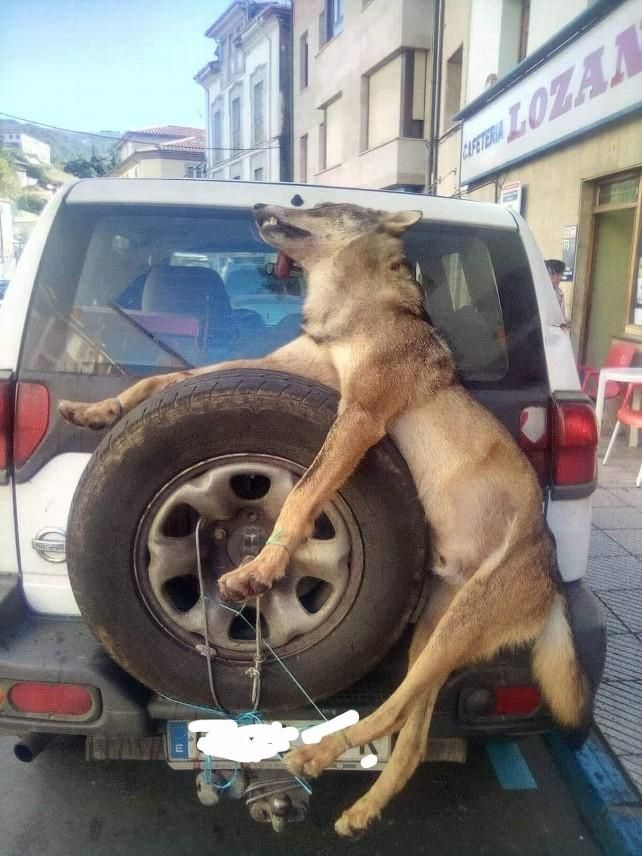 El animal muerto y atado en la parte trasera del vehículo oficial de los guardias asturianos.