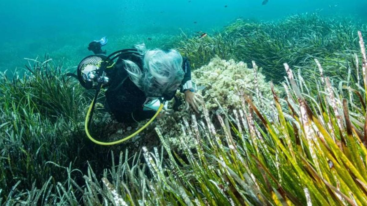 Bussejant entre la posidònia de la Badia de Talamanca