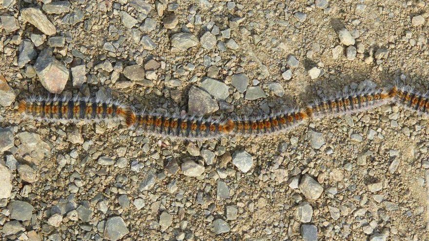 Evita las orugas procesionarias si vas a salir con tu perro: la 'app' que te ayuda a esquivar las zonas donde están