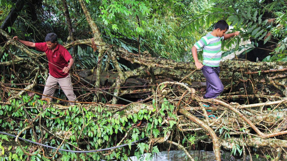 Los habitantes de Meghalaya convierten los árboles en caminos sobre el agua