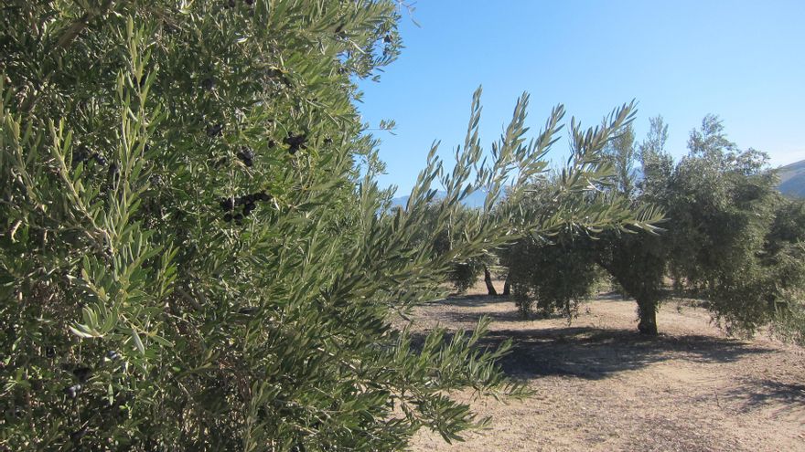 Archivo - La Xylella fastidiosa afecta a cultivos como el olivar