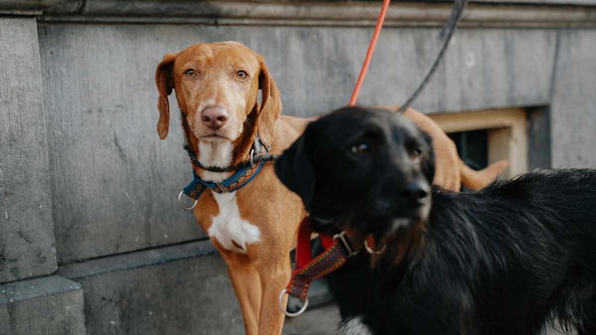 Más del 80% de los perros y gatos que llegan a los centros de recogida no están identificados con chip