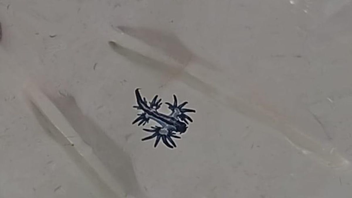 Prohibido el baño en una playa de Lanzarote por la presencia de dragones azules