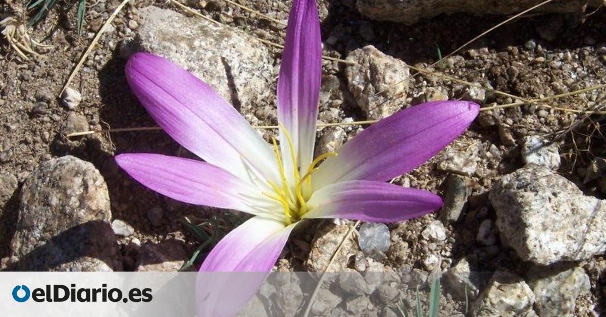 Quitameriendas, la flor de nombre curioso que florece tras los incendios