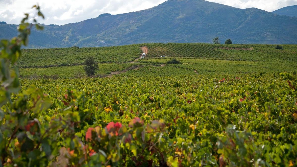 La vendimia en verde apenas tiene impacto en El Bierzo: solo el 1% del viñedo solicita las ayudas