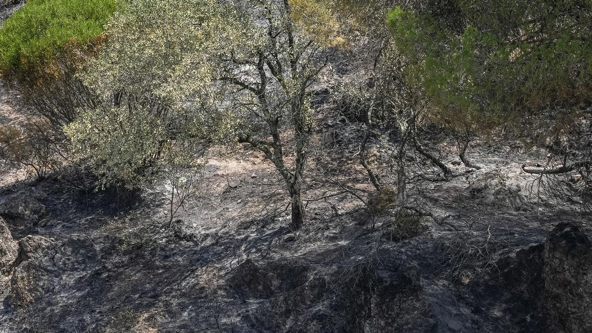 Terreno quemado por el incendio en la Sierra de Córdoba 