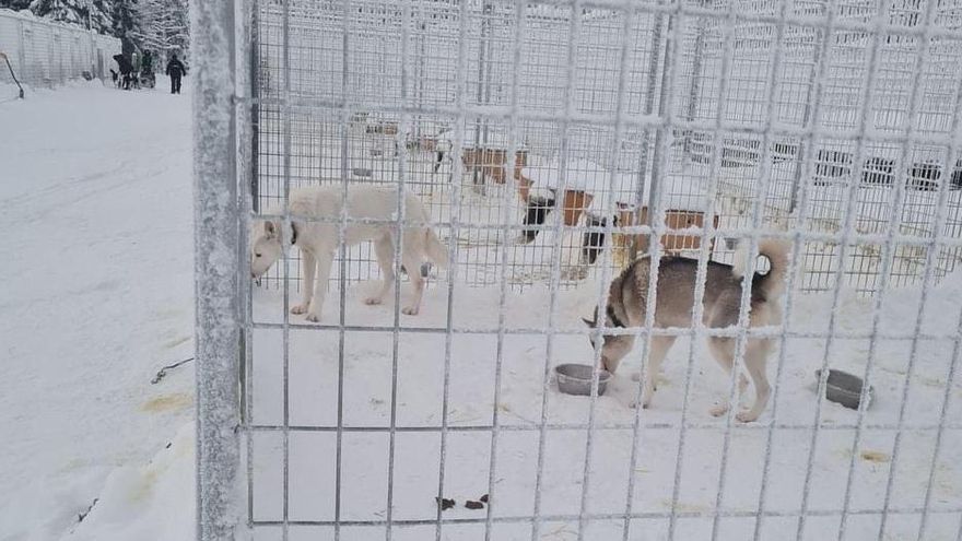 Crueldad e ilegalidades tras los trineos tirados por perros