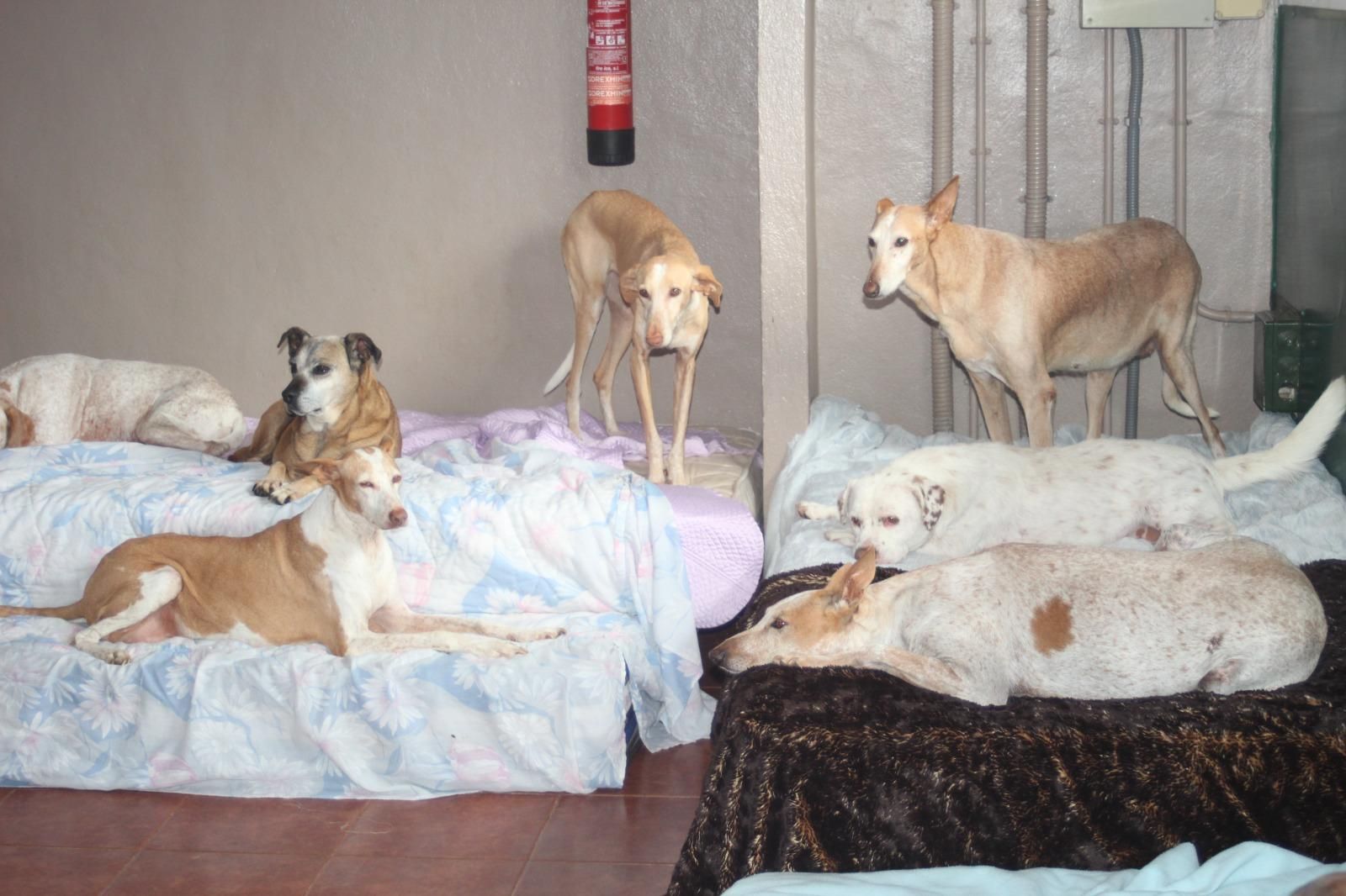 Perros de la protectora Ravelo, en Tenerife.