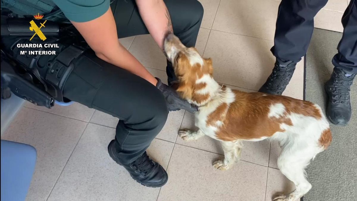 Perro rescatado por la Guardia Civil en El Villar de Arnedo