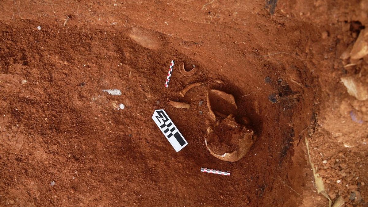 Restos del cráneo que, a simple vista, presenta el impacto de una bala.