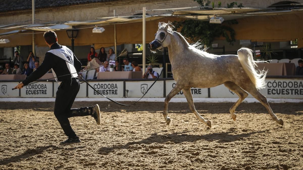 Campeonato Nacional de Caballos Árabes