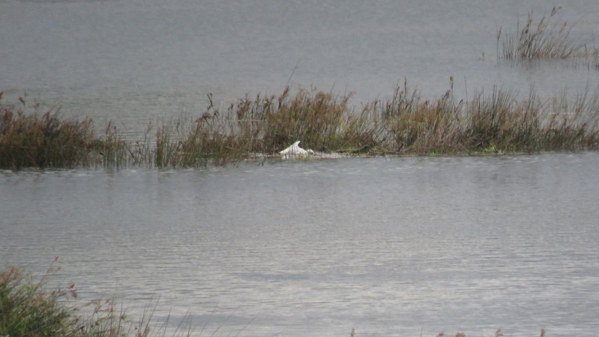La asociación Ría San Martín registró nuevas aves muertas en la ría de Suances semanas después de la catástrofe ambiental
