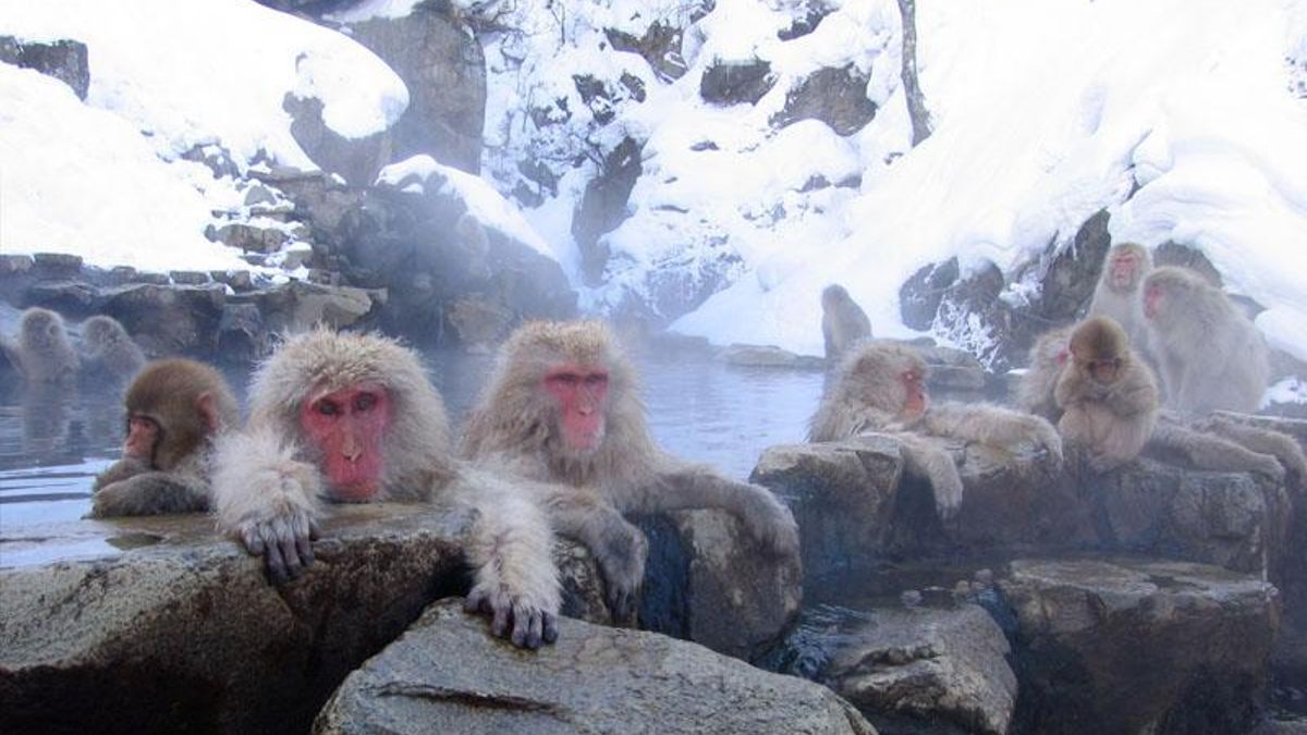 The researchers suggest that ancestral primates reduced their activity during the colder months