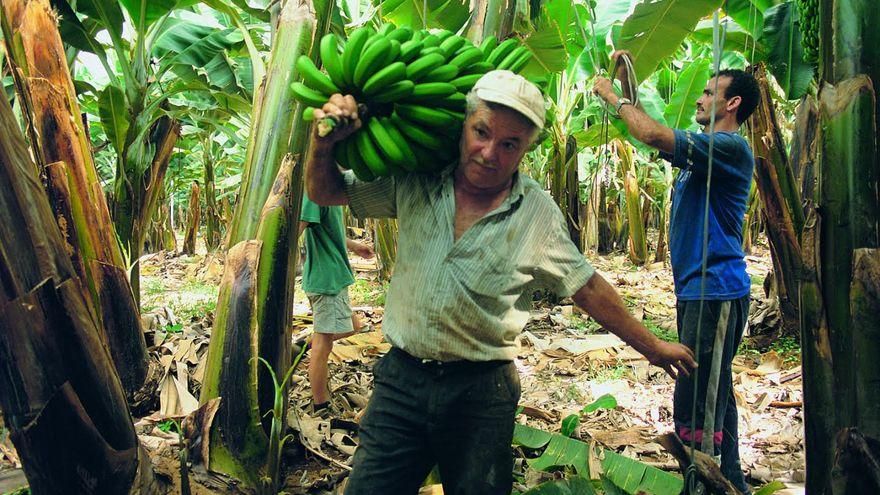 Los plataneros canarios inutilizan 26 millones de kilos en 2023 tras  regarlos con tanta agua como casi la consumida por la gente en La Palma