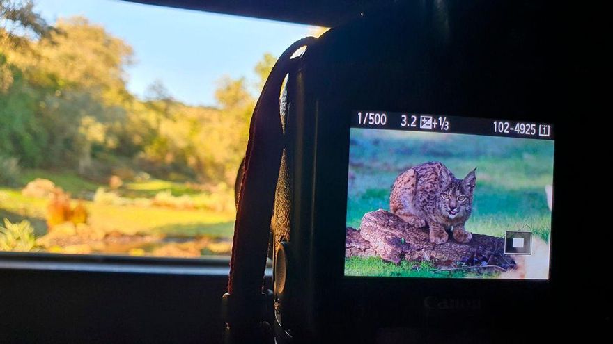 Lince avistado en Adamuz, en plena Sierra Morena | ALPASÍN