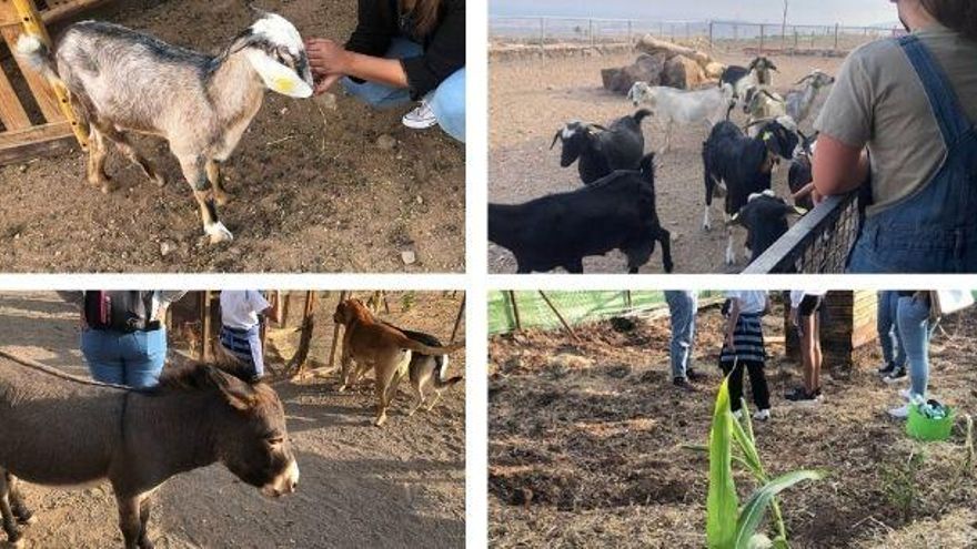 La granja donde víctimas de violencia de género sanan sus secuelas y tejen red en un espacio seguro