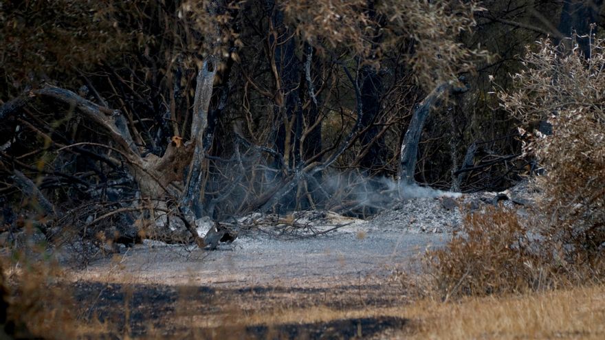 La lluvia por la noche ayuda a combatir el fuego en Tarragona y los Bomberos esperan tenerlo controlado este jueves