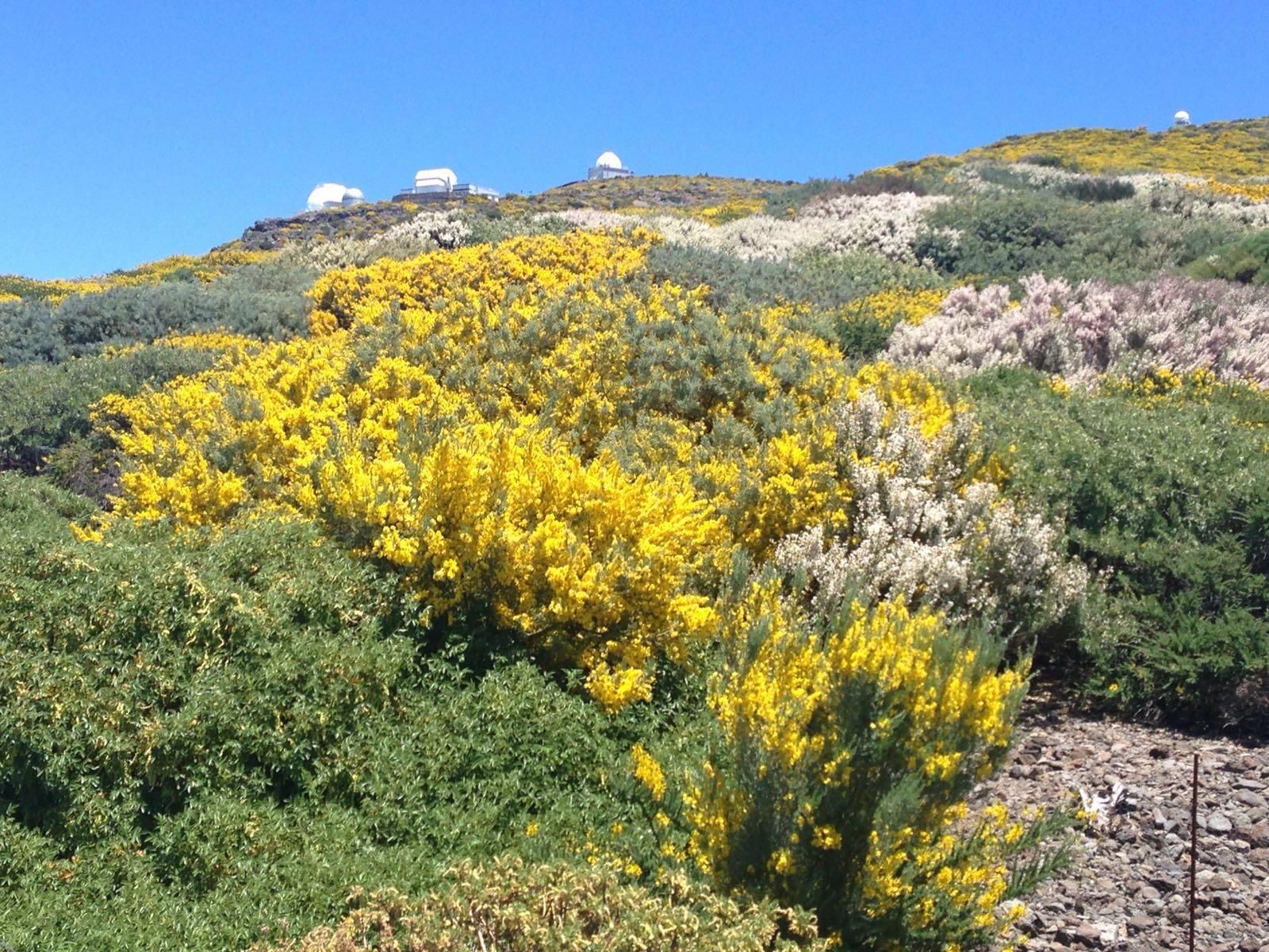 Las retamas, codesos y retamones se encuentran estos días en plena floración. Al fodo, varios telescopios del Observatorio de El Roque. Foto: ÁNGEL PALOMARES.