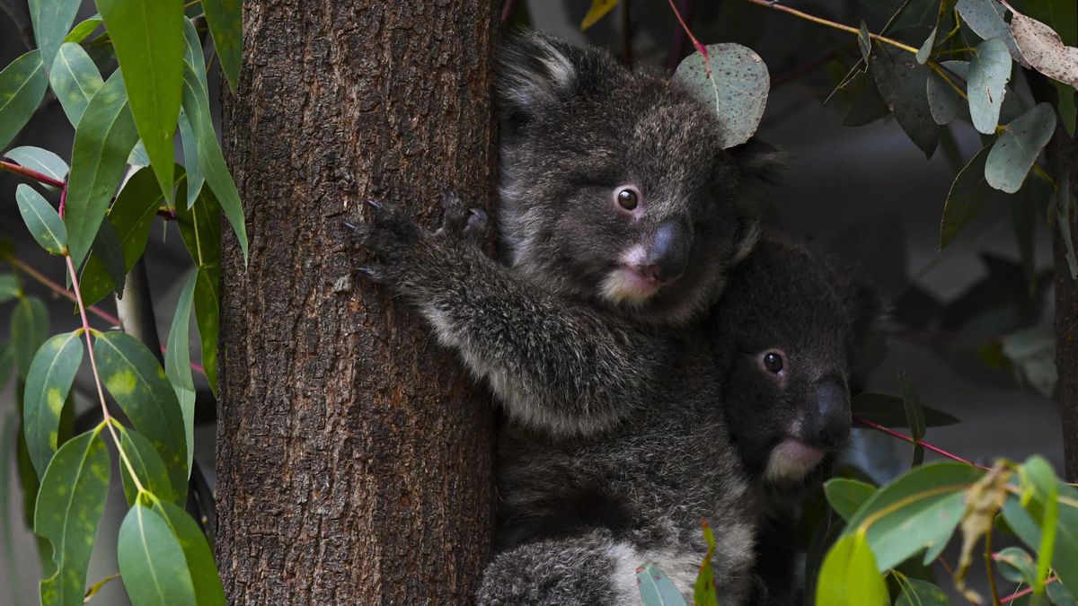 El ambicioso plan de Australia para salvar a los koalas de la extinción