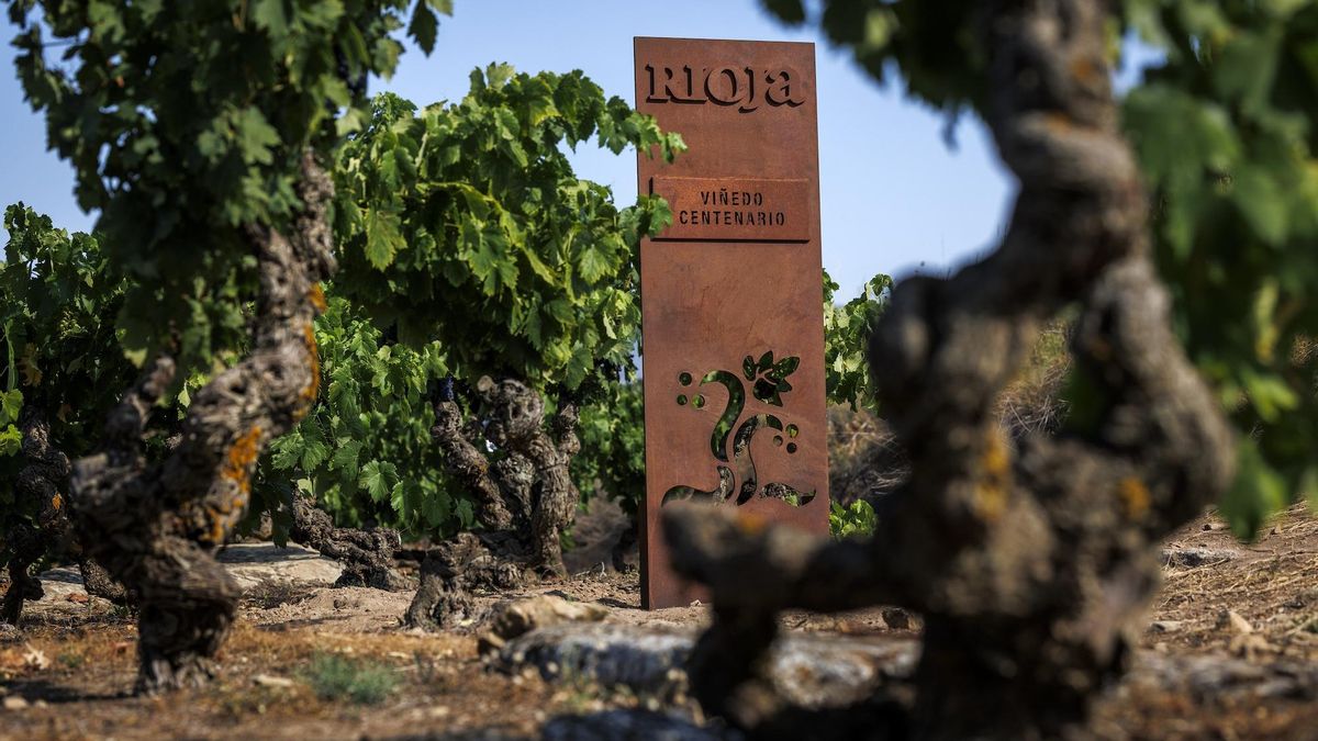 Rioja identifica todas sus viñas y se convierte en el mayor reducto de Viñedo Centenario y Viejo de España