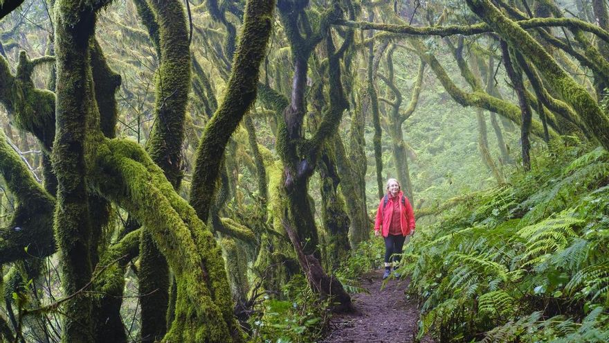 Una buena noticia frente al cambio climático: los bosques de Canarias capturan más carbono del que se creía
