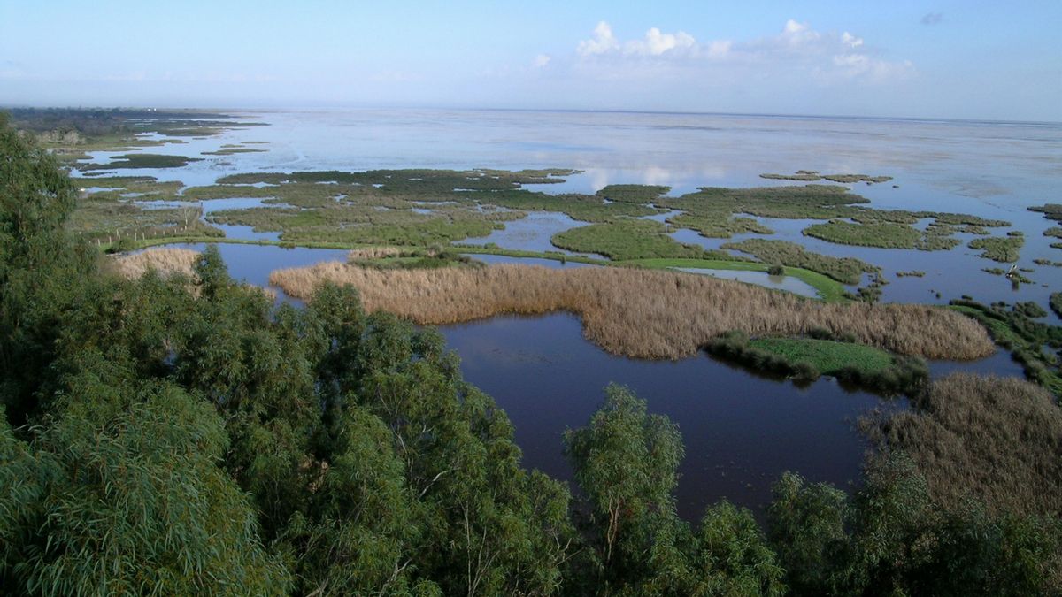 WWF celebra el Día de los Humedales con la meta de "revivir" el estuario del Guadalquivir