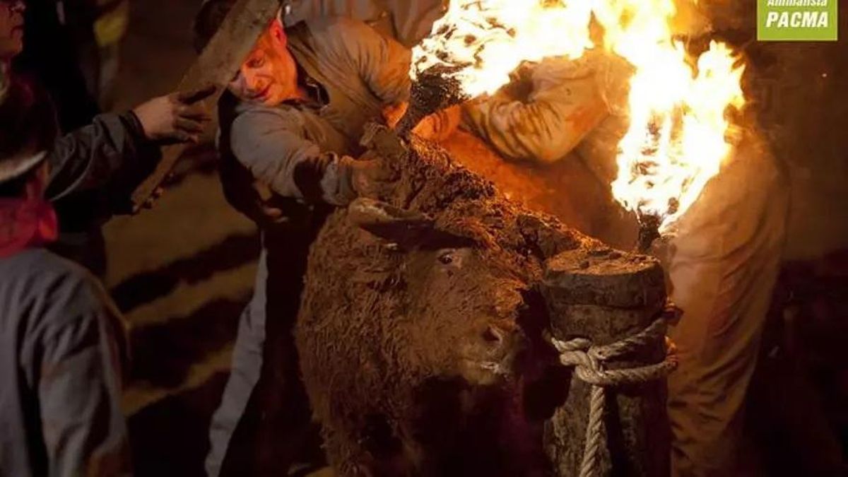 La Junta autorizará el Toro de Júbilo de Medinaceli si cumple la normativa y la sentencia del TSJ
